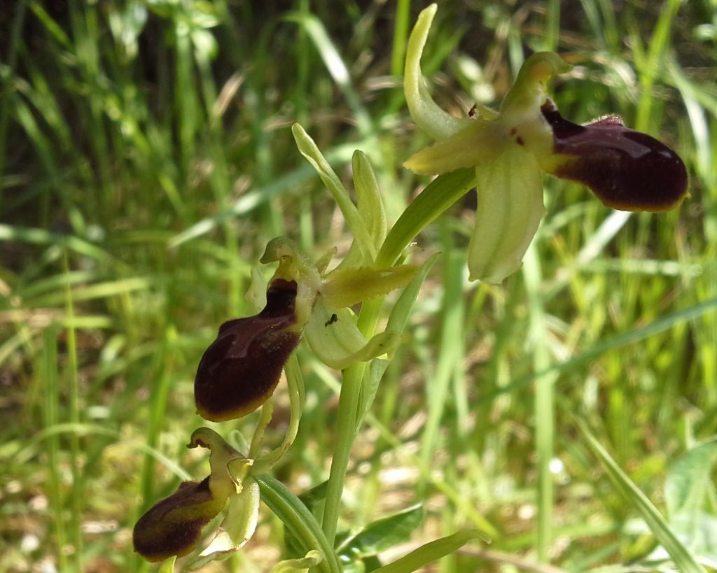 Ophrys da identificare